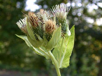 Cirsium_oleraceum_ja01.jpg