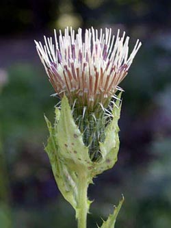 Cirsium_oleraceum_ja03.jpg