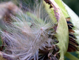 Cirsium_oleraceum_ja04.jpg