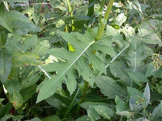 Cirsium_oleraceum_ja05.jpg