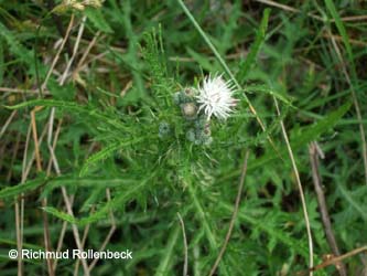 Cirsium_palustre_kalwes080605_RR20.jpg