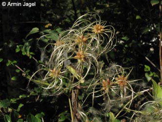 Clematis_vitalba_MHRauen101010_ja01.jpg