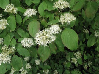 Cornus_sanguinea_BOUemmingersee210511_ja01.jpg