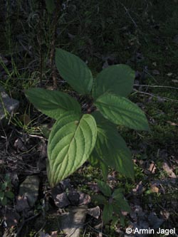 Cornus_sericea_MHRauen101010_ja01.jpg
