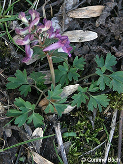 Corydalis_solida_BOHiltrop190309_CB01.jpg