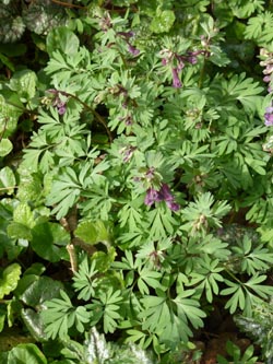 Corydalis_solida_BOLaer_Hafkenscheid_190314_Hae01.jpg