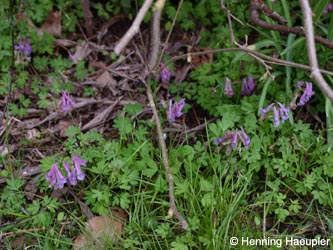 Corydalis_solida_BOQuerenburg040410_Hae03.jpg