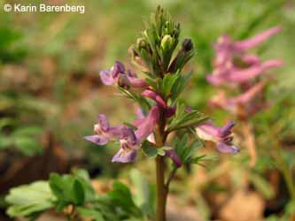 Corydalis_solida_Haltern-Sythen_020414_KBarenberg02.jpg