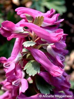 Corydalis_solida_ho01.jpg