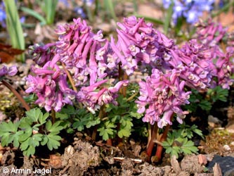 Corydalis_solida_ho02.jpg