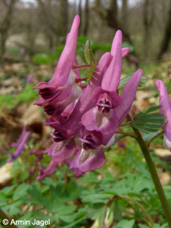 Corydalis_solida_ja01.jpg