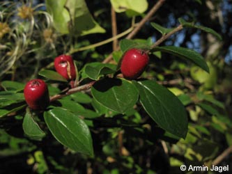 Cotoneaster_divaricatus_MHRauen101010_ja02.jpg