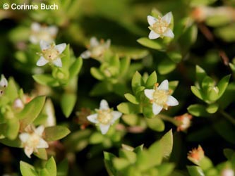 Crassula_helmsii_DO_Siesack_190714_CB04.jpg