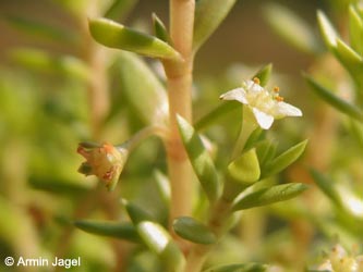 Crassula_helmsii_DO_Siesack_190714_ja15.jpg