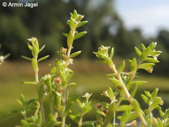 Crassula_helmsii_DO_Siesack_190714_ja18.jpg