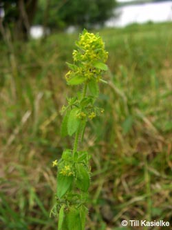 Cruciata_laevipes_Bislicherinsel120610_TK02.jpg