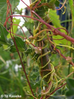 Cuscuta_europaea_Bislicherinsel120610_TK02.jpg