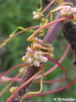 Cuscuta_europaea_Bislicherinsel120610_TK06.jpg