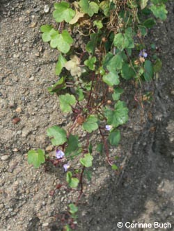 Cymbalaria_muralis_KrefeldHafen_100911_CB98.jpg
