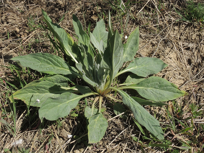 Cynglossum_officinale_Geseke_060420_ja01.jpg