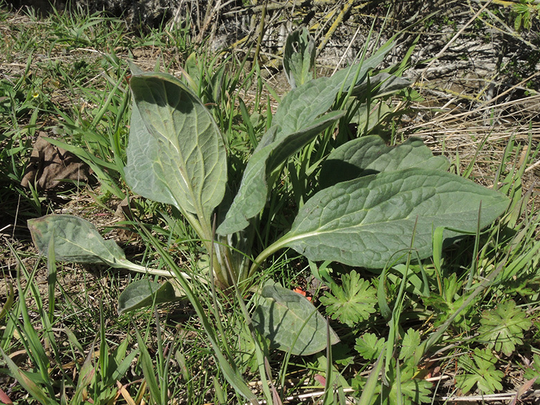 Cynglossum_officinale_Geseke_060420_ja02.jpg