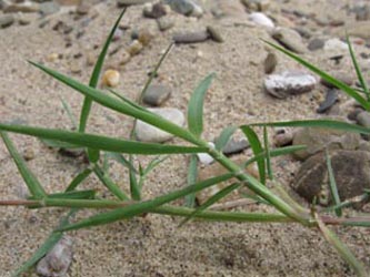 Cynodon_dactylon_BislicherInsel120610_ja01.jpg