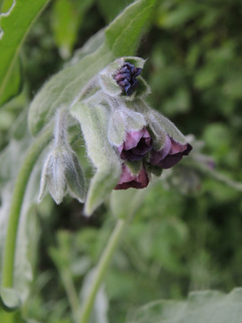 Cynoglossum_officinale_Erwitte-Anroechte_240517_ja01.jpg