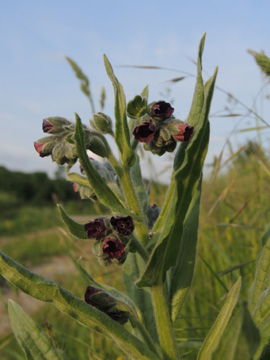 Cynoglossum_officinale_Erwitte-Anroechte_240517_ja05.jpg