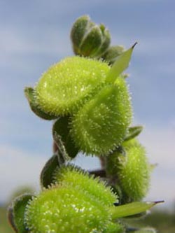 Cynoglossum_officinale_Geseke150606_ja01.jpg