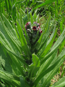 Cynoglossum_officinale_Geseke290510_ja01.jpg