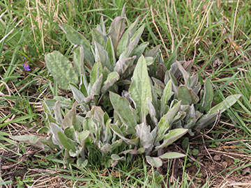 Cynoglossum_officinale_Koeln_080418_VU01.jpg