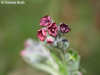 Cynoglossum_officinale_WeldaerBerg190507_12_CB.jpg