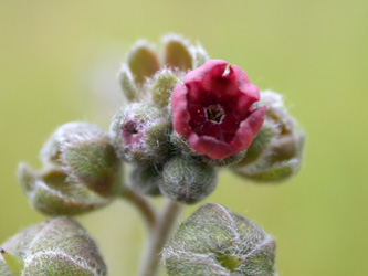 Cynoglossum_officinale_ja02.jpg