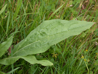 Cynoglossum_officinale_ja08.jpg