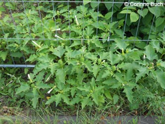 Datura_stramonium_EStadthafen_070811_CB99.jpg