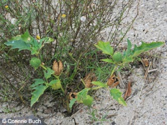 Datura_stramonium_KrefeldHafen100911_CB01.jpg