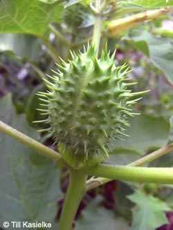 Datura_stramonium_Stadthafen_Essen_070811_TK85.jpg