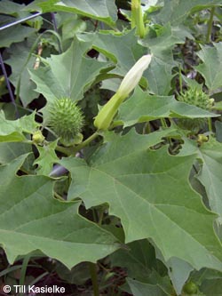 Datura_stramonium_Stadthafen_Essen_070811_TK87.jpg