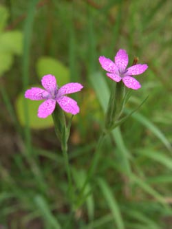 Dianthus_armeria_Stadthafen_Essen_070811_TK63.jpg