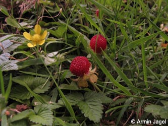 Duchesnea_indica_BOInnenstadt170710_ja01.jpg