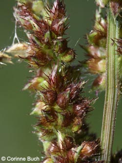 Echinochloa_muricata_MHRauen101010_CB01.jpg