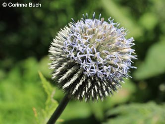 Echinops_exaltatus_DO_Siesack_190714_CB01.jpg