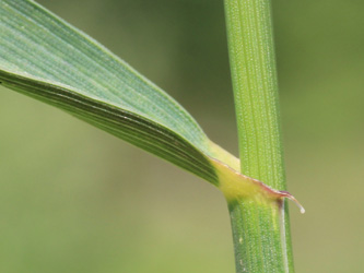 Elymus_repens_Duisburg_280516_CB02.jpg