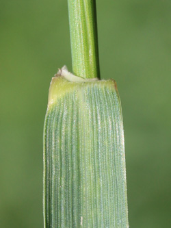 Elymus_repens_Duisburg_280516_CB03.jpg