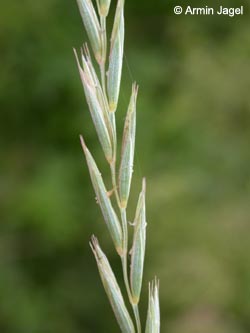 Elymus_repens_ja06.jpg