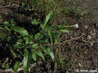 Epilobium_lanceolatum_MHRauen101010_ja06.jpg