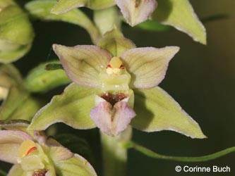 Epipactis_helleborine_DO_Siesack_190714_CB04.jpg