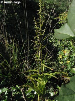 Epipactis_helleborine_MHRauen101010_ja01.jpg