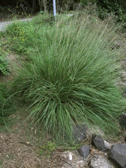 Eragrostis_curvula_EStadthafen070811_ja01.jpg