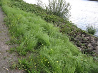 Eragrostis_curvula_EStadthafen070811_ja03.jpg